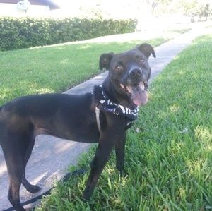 Meet your Posher, Jake